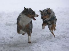 - Rennen im Schnee II -