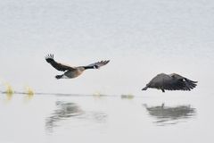 rennen und fliegen