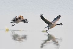 rennen und fliegen_3