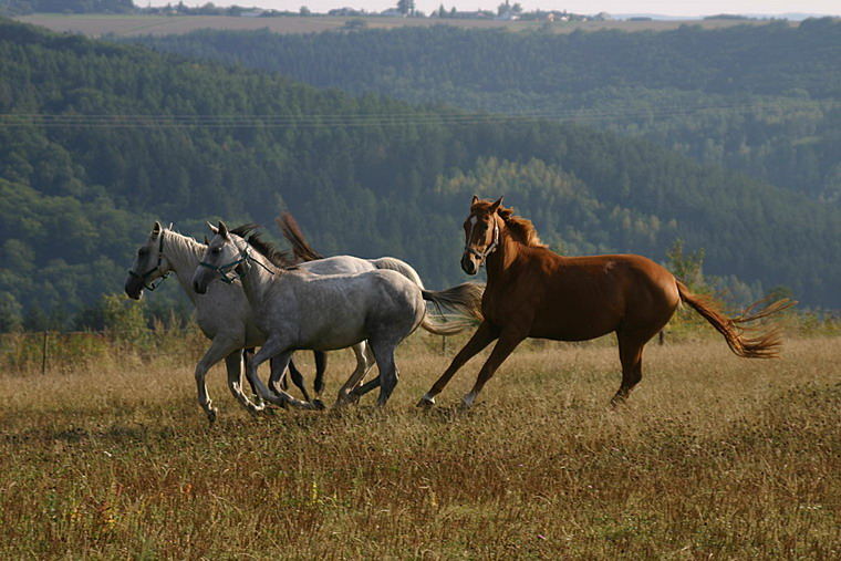 Rennende Pferde