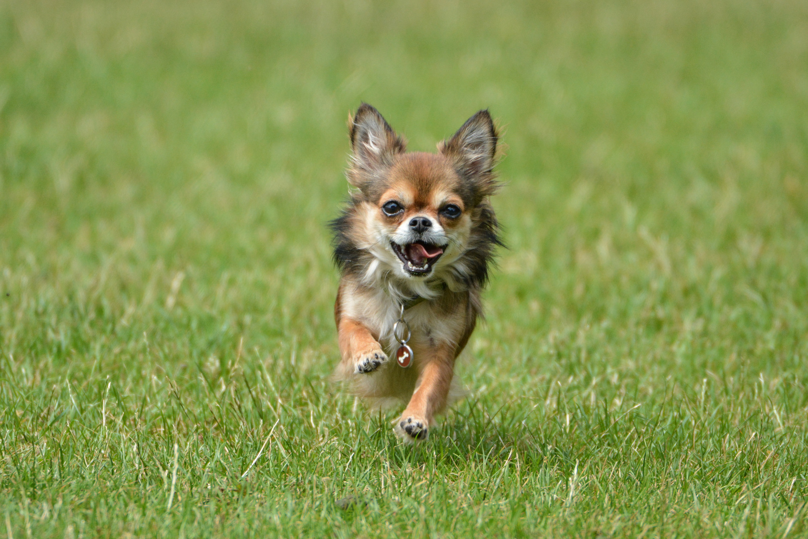 Rennender Chihuahua auf der Wiese mit Tamron 150-600