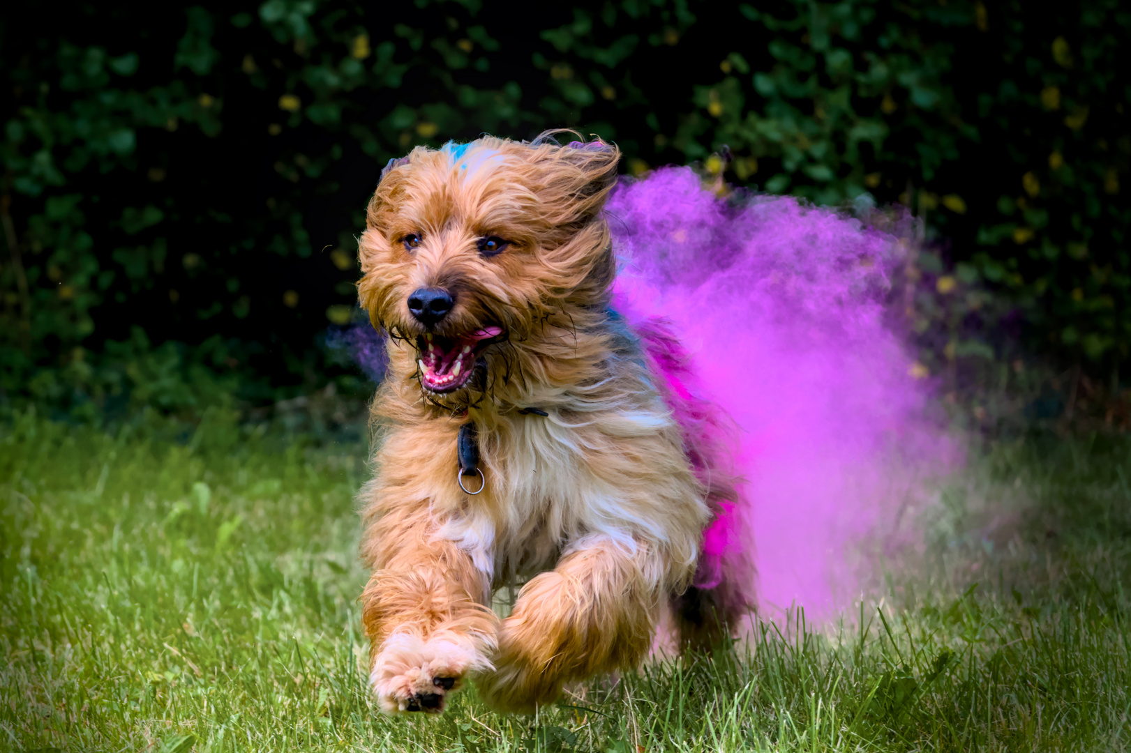 Rennender Hund in pinker Farbwolke aus Holi Pulver