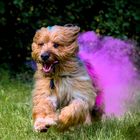 Rennender Hund in pinker Farbwolke aus Holi Pulver