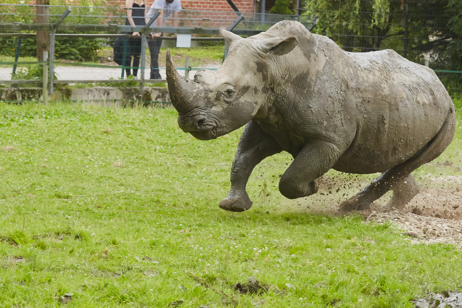 Rennendes Nashorn