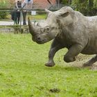 Rennendes Nashorn