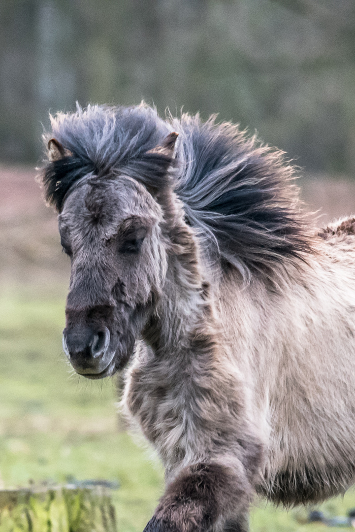 rennendes Wildpferd in Dülmen