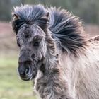 rennendes Wildpferd in Dülmen