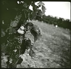 Rennentchen 3 - km 545 - Mommenheim in Rheinhessen