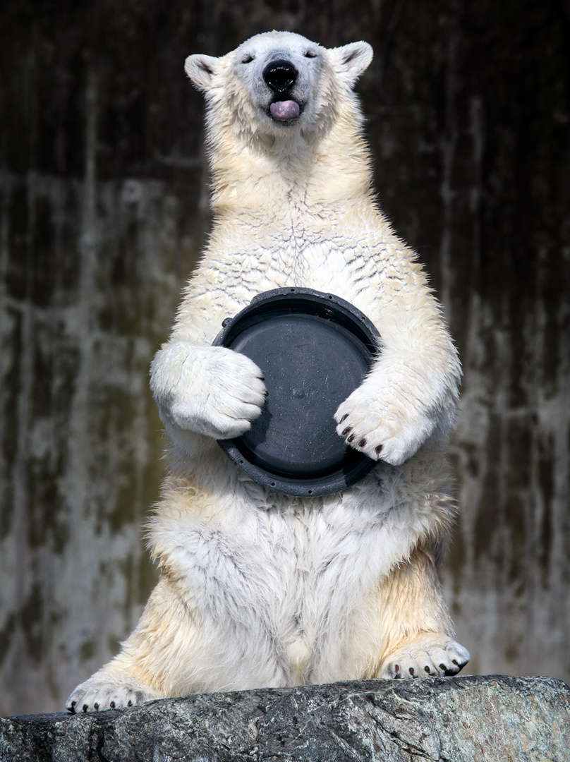 Rennfahrer Wilbär