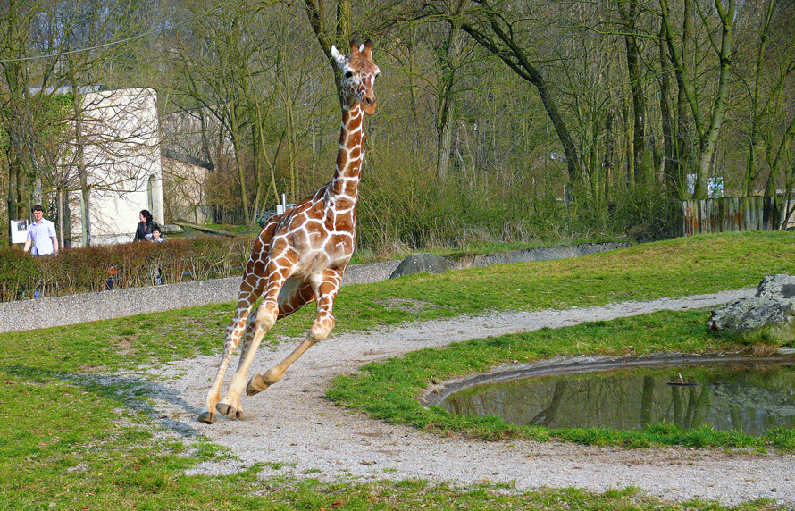 Renngiraffe aus München