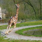 Renngiraffe aus München