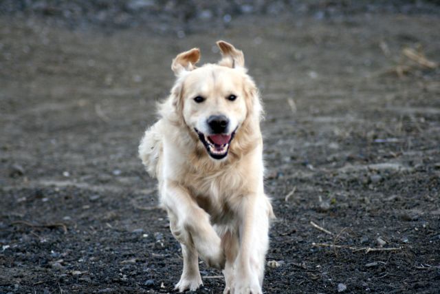 rennhund Chessney