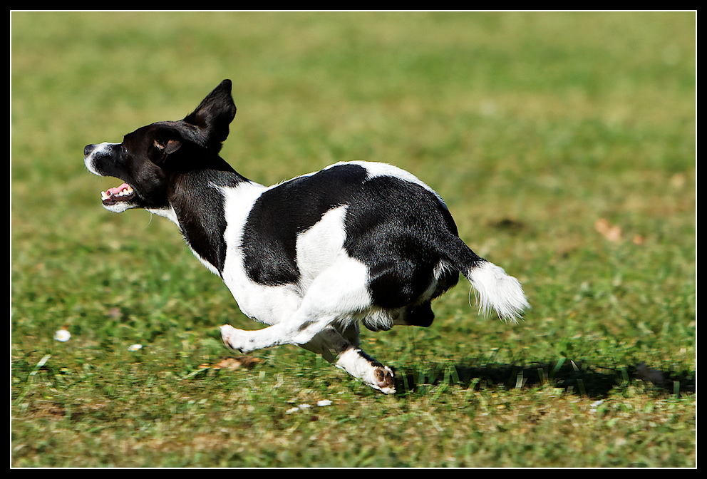 Rennhund :: kurz 4/4