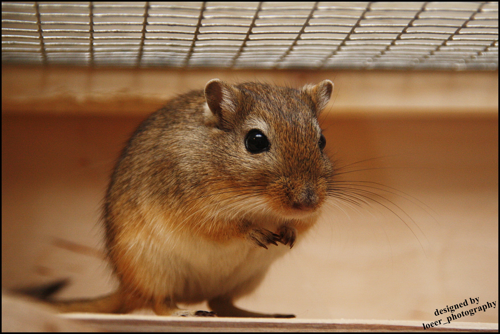 Rennmaus Foto & Bild tiere, haustiere, nagetiere & kaninchen Bilder auf