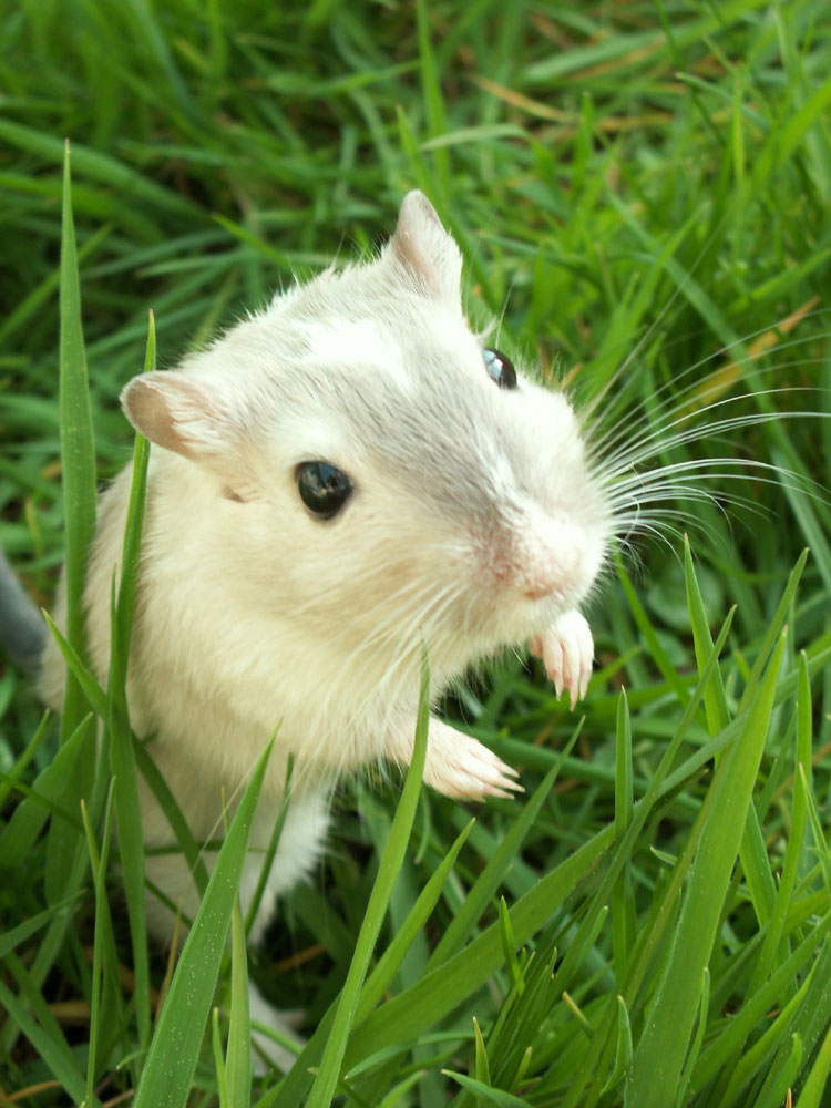 Rennmaus im Gras