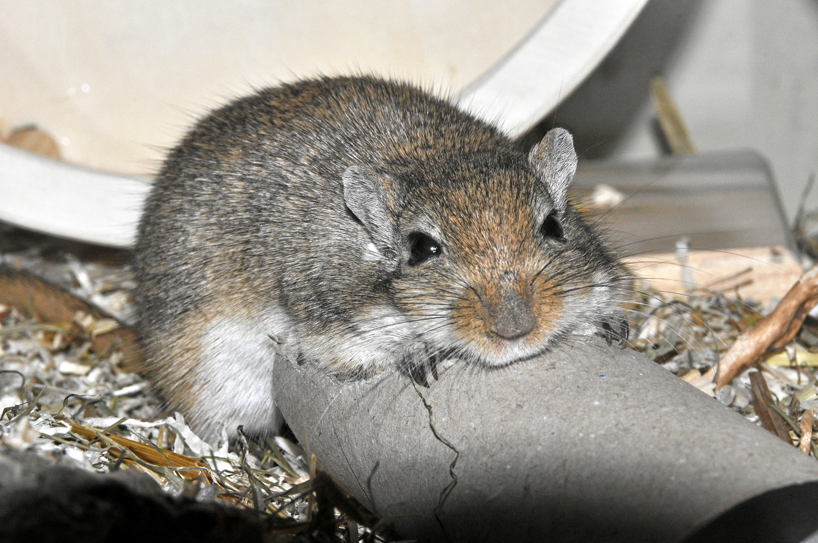 Rennmaus mit großem "Appetit"