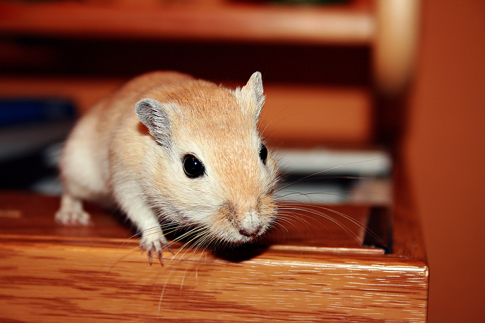 Rennmaus/Gerbil