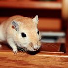 Rennmaus/Gerbil