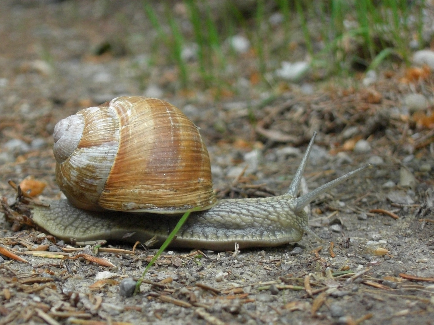 Rennschnecke