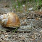 Rennschnecke