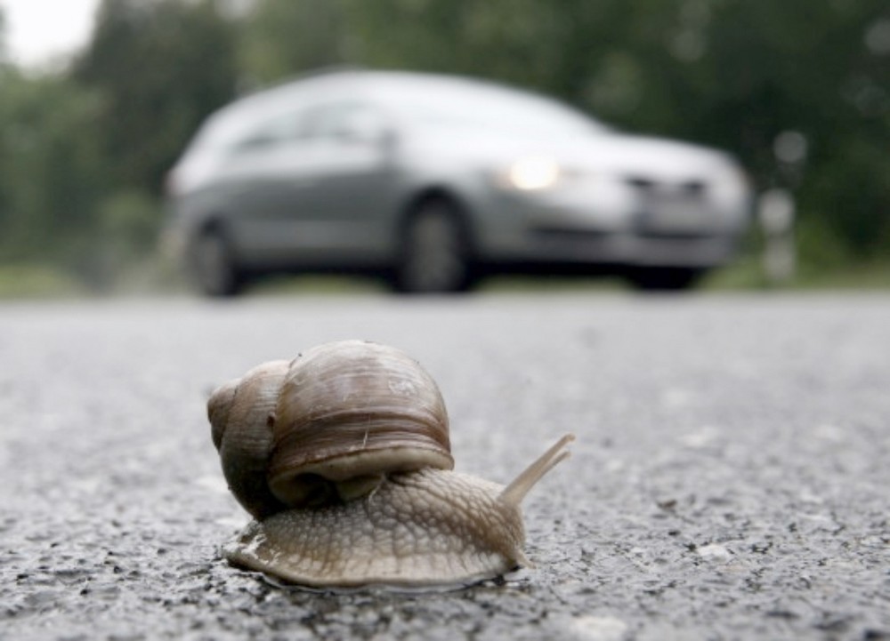 Rennschnecke