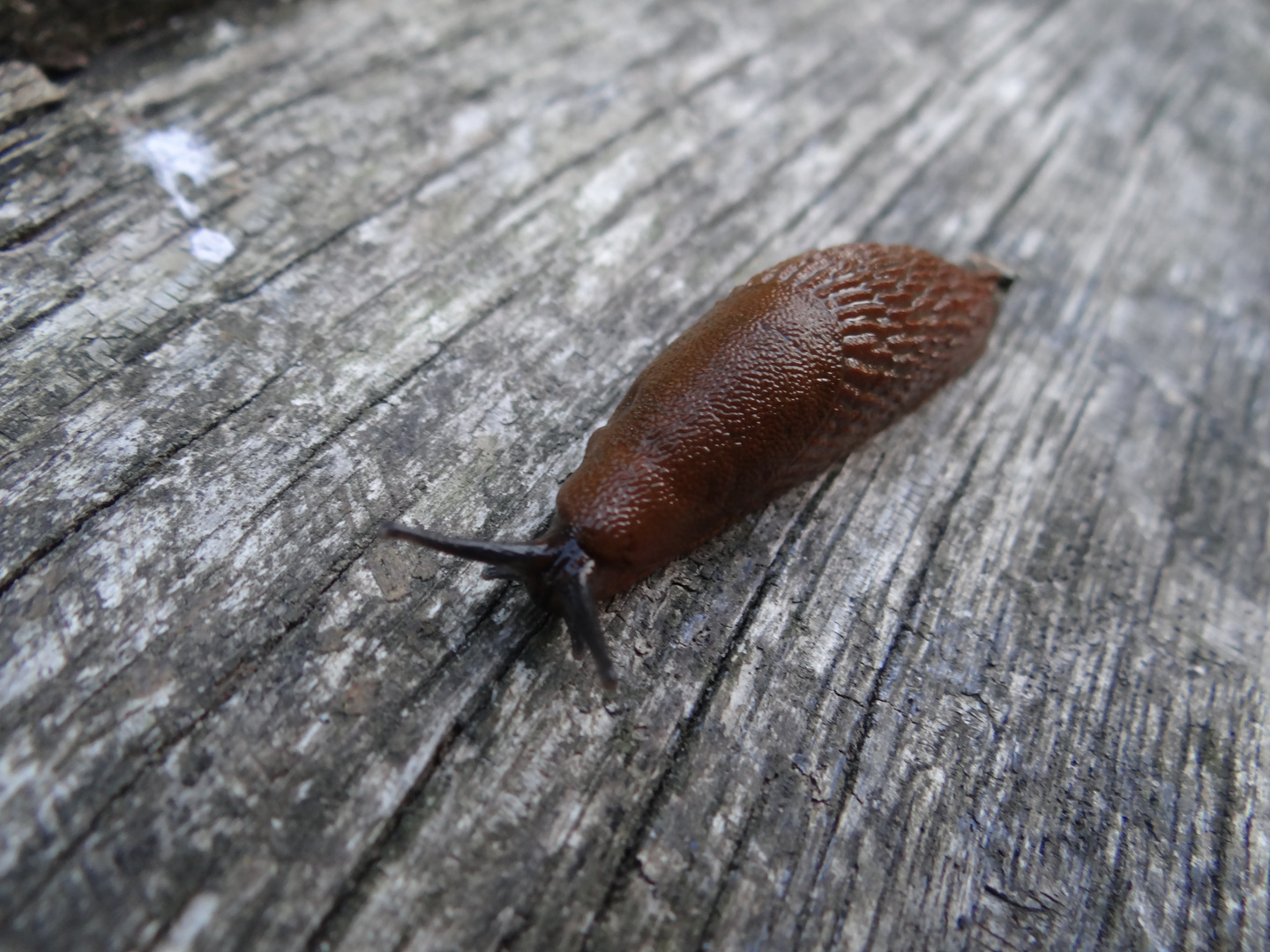 Rennschnecke