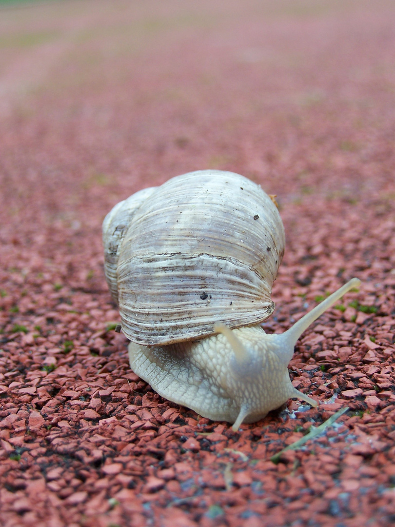 RennSchnecke