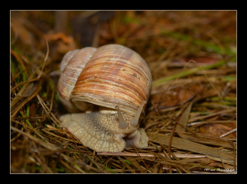 - Rennschnecke -