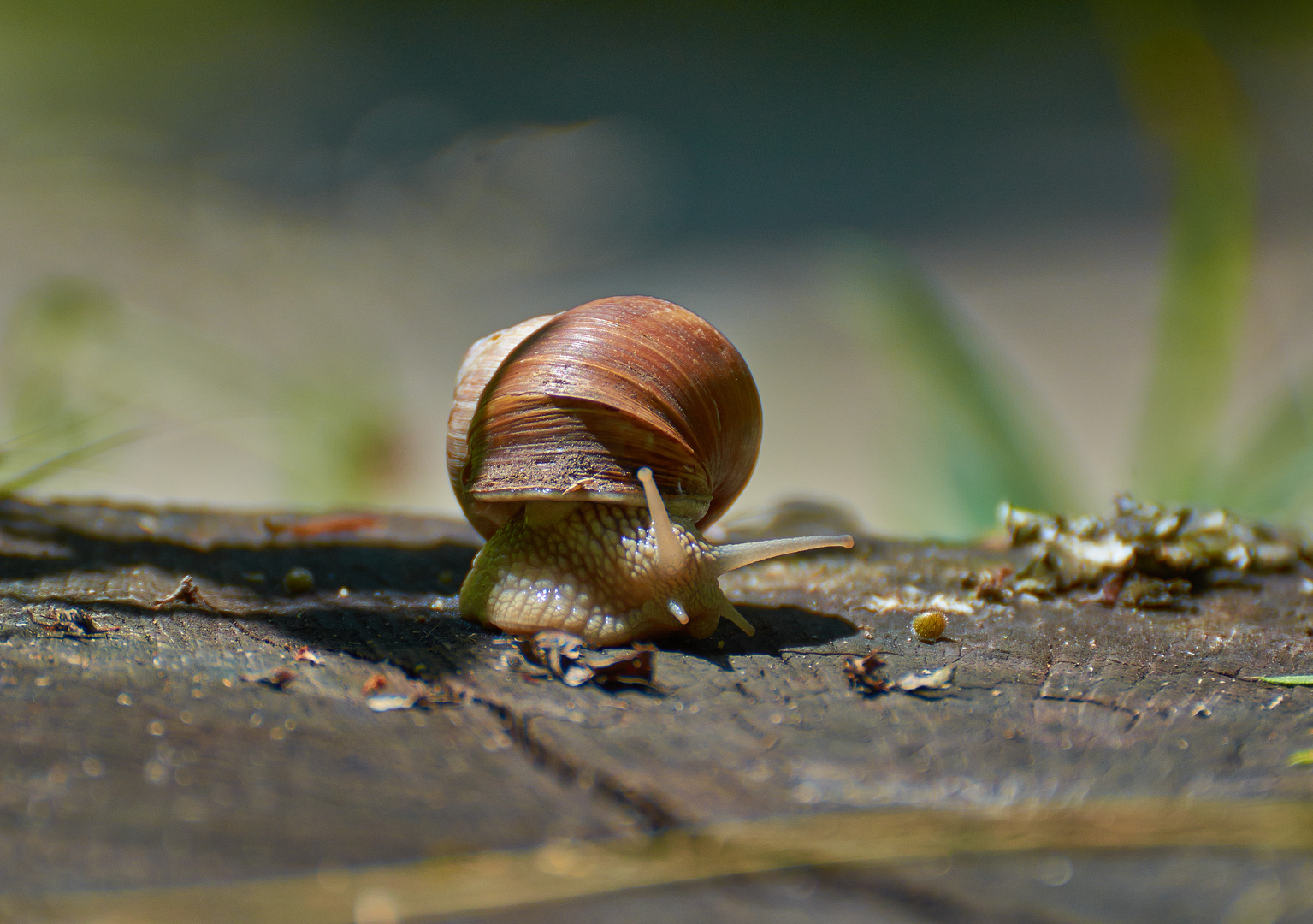 Rennschnecke....