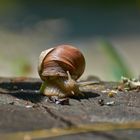 Rennschnecke....