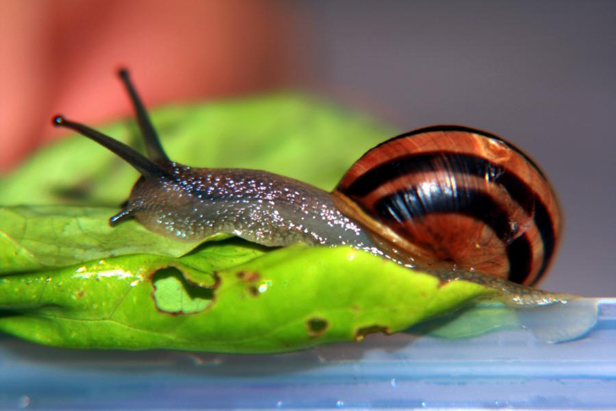 Rennschnecke auf Blattsalat