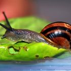 Rennschnecke auf Blattsalat