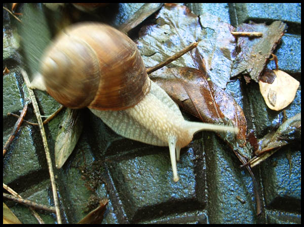 Rennschnecke