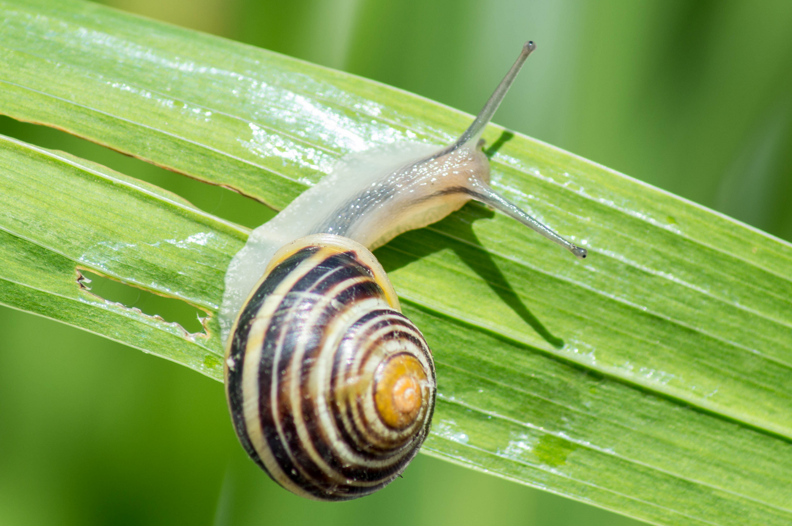 Rennschnecke