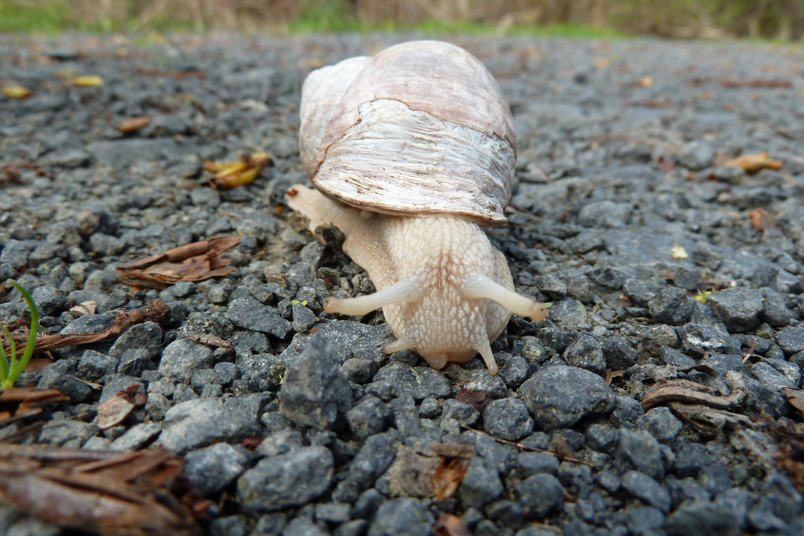 Rennschnecke