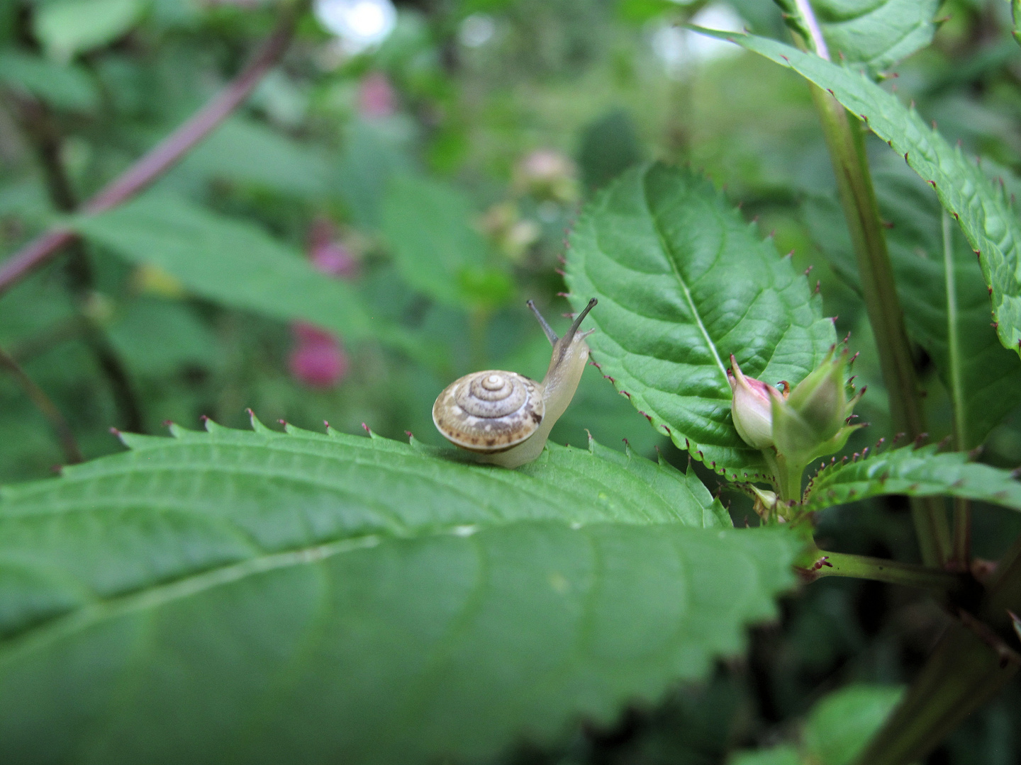 Rennschnecke