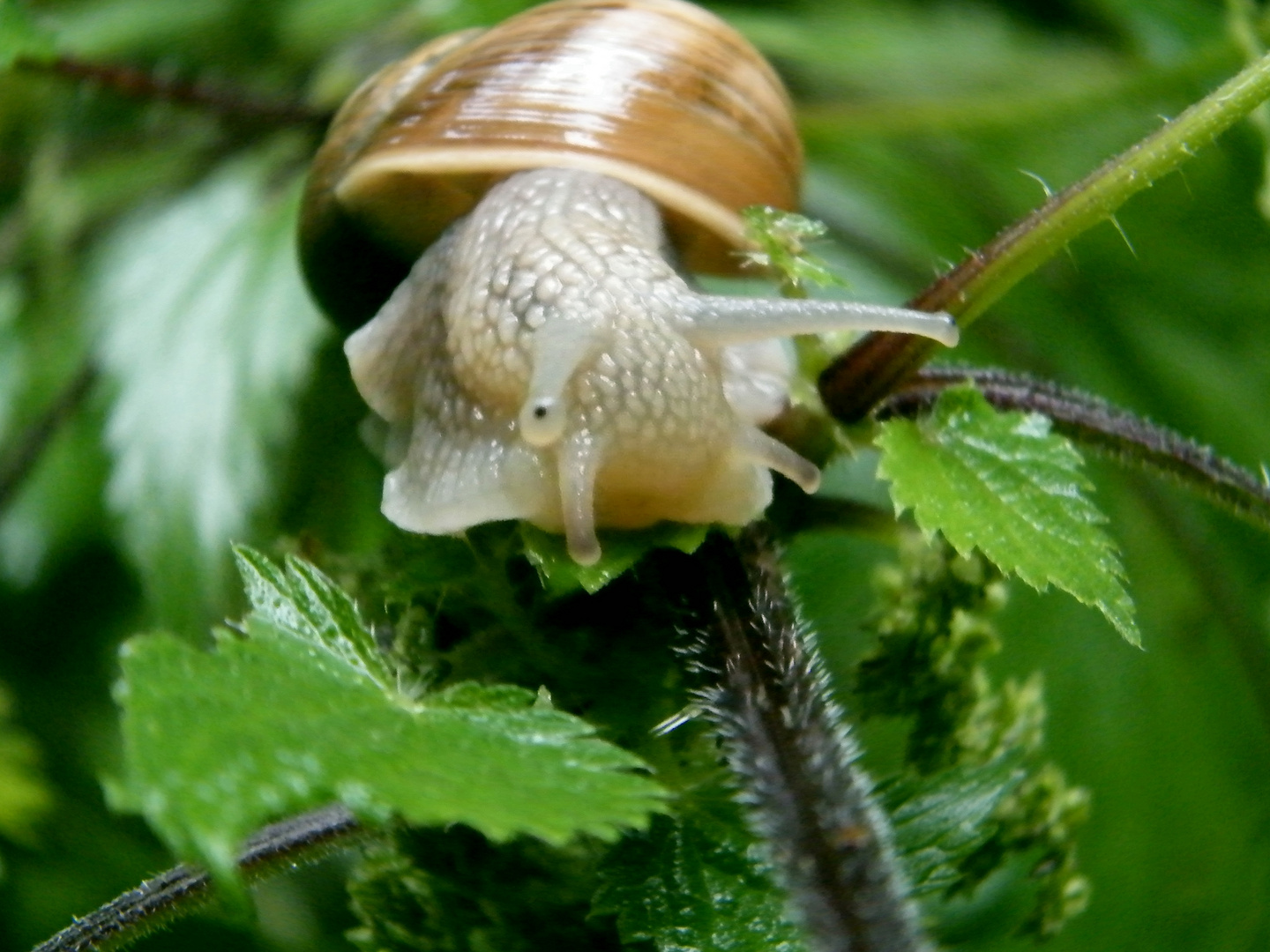 Rennschnecke Garry :-)