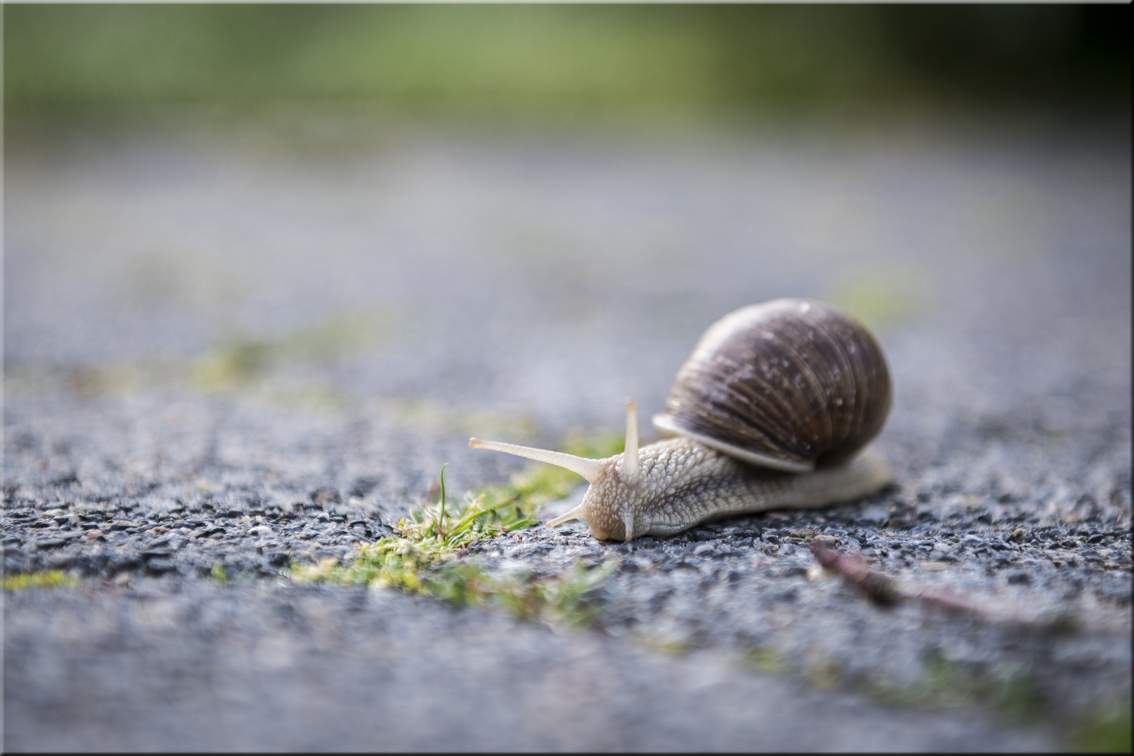 Rennschnecke Rudi rastlos...