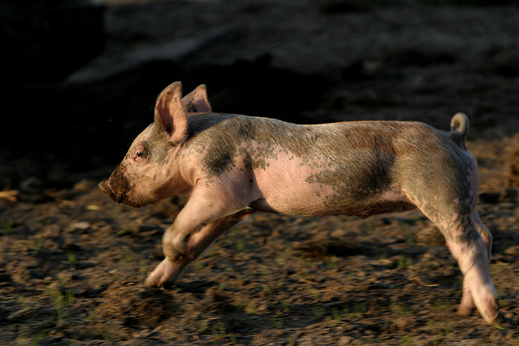 Rennschwein Rudi Rüssel