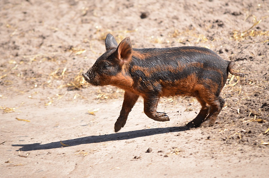 Rennschweinchen !!!!