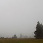 Rennsteig im Nebel