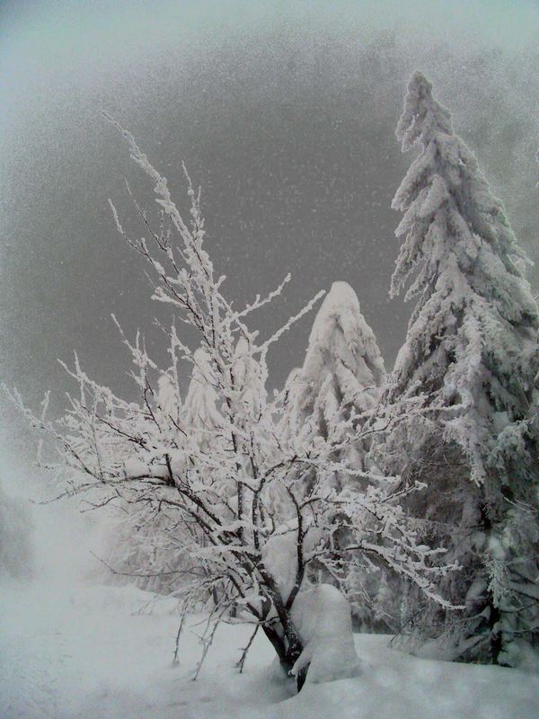 Rennsteig im Winternebel