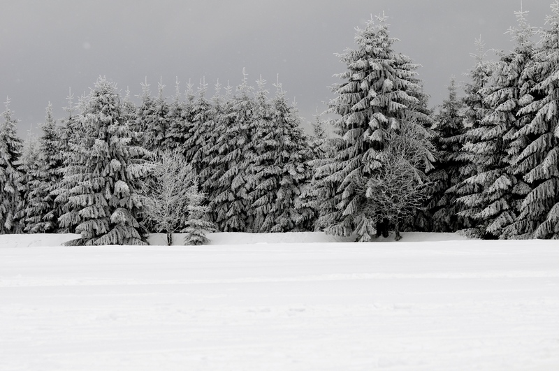 ...Rennsteig - Thüringer Wald