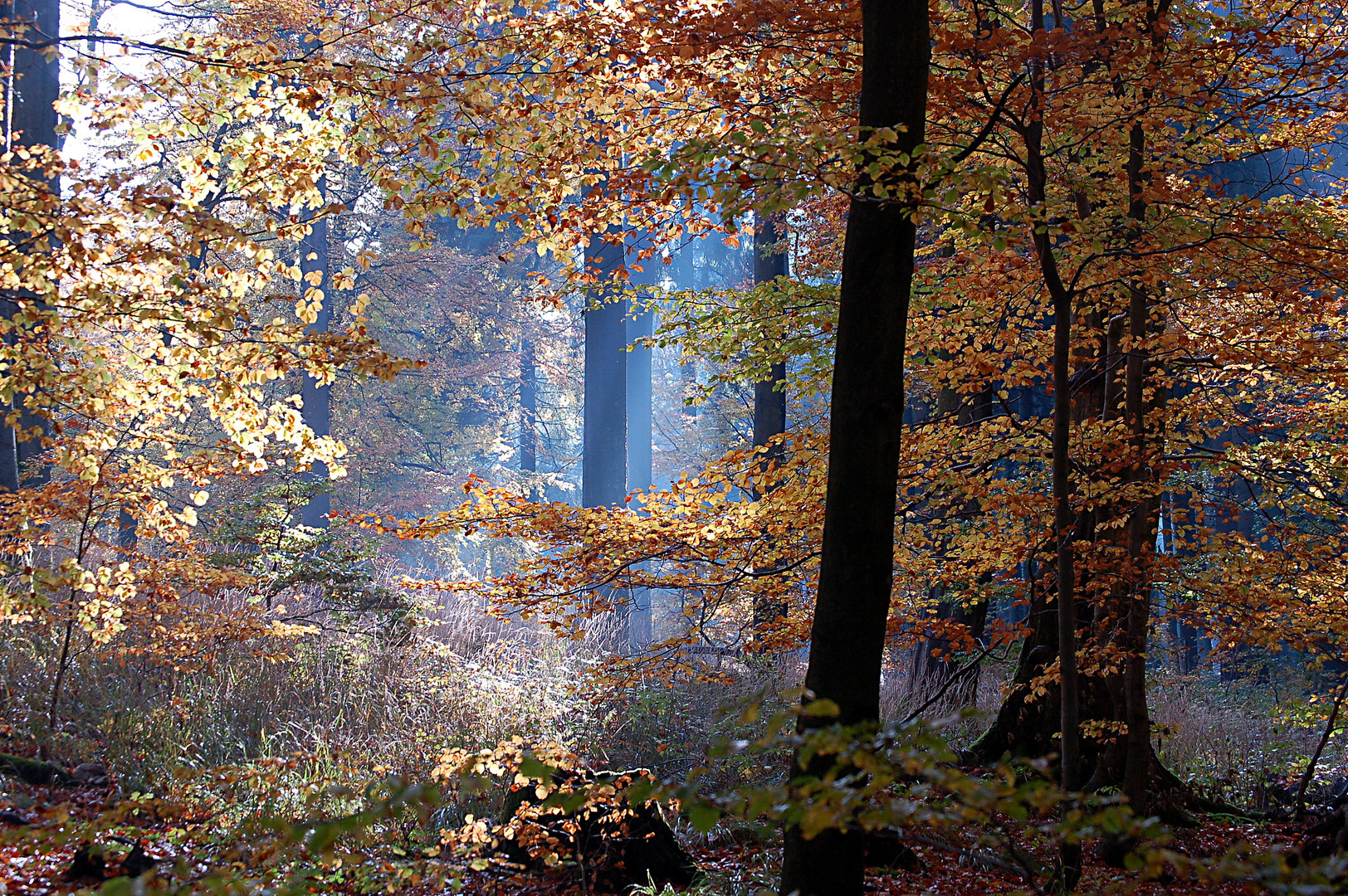 RennsteigThür. im Herbst