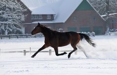 Renntrab im Schnee