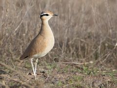 Rennvogel im Stillstand