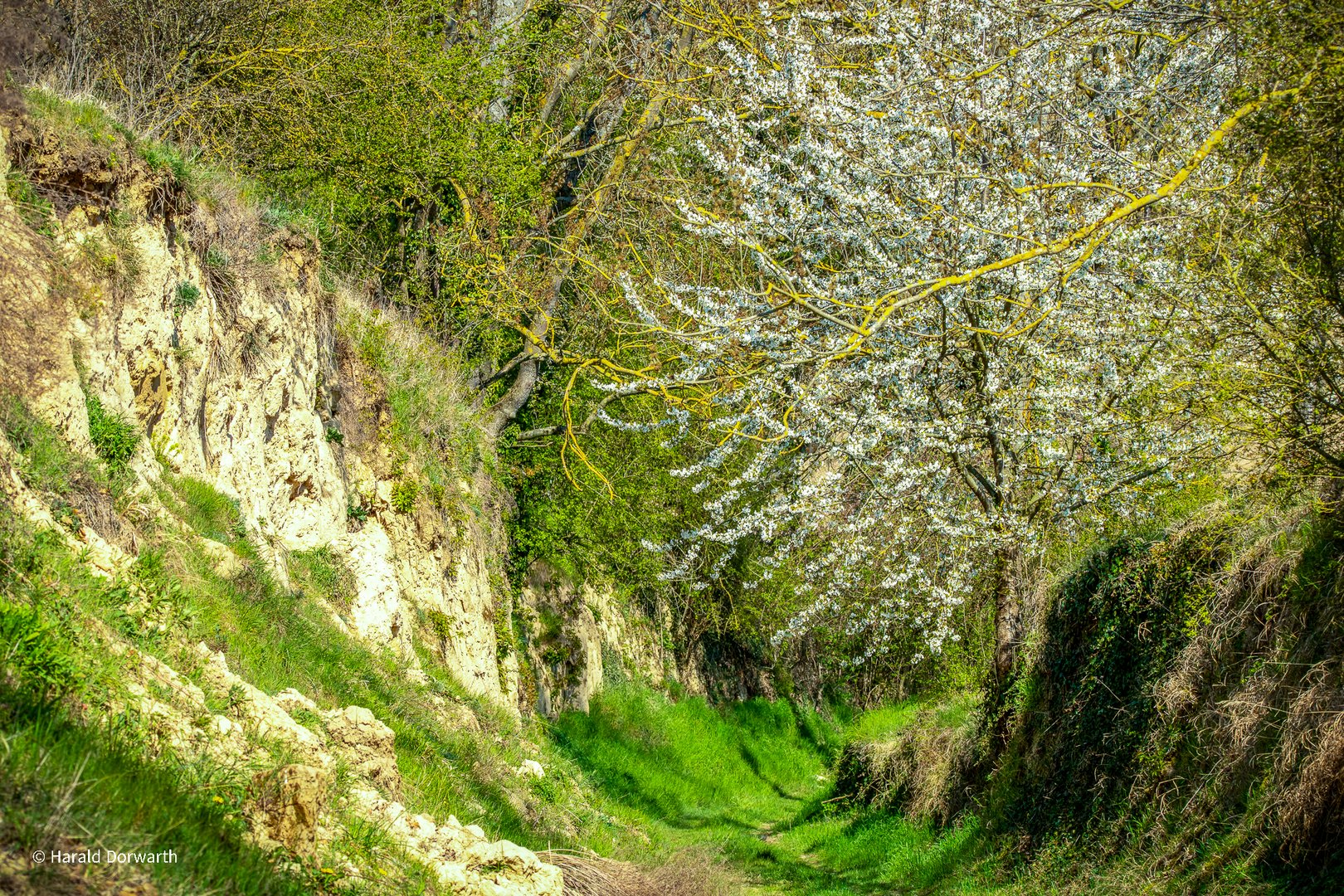 Rennweghohle im Frühling