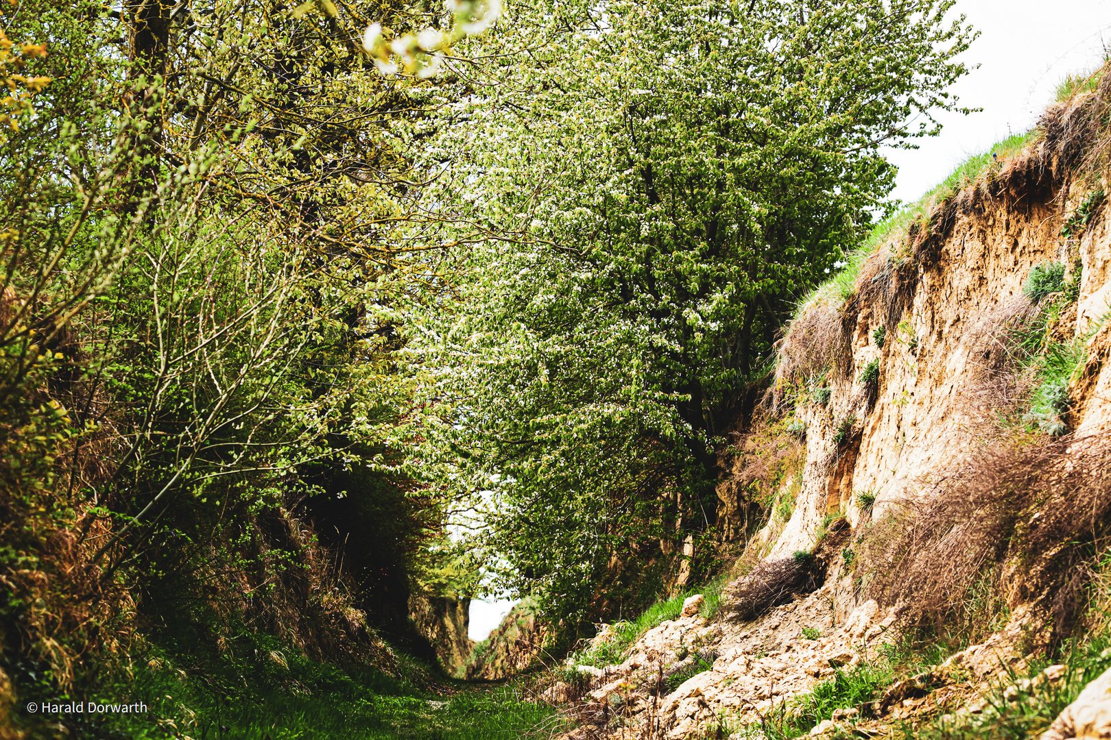 Rennweghohlen-Abbruch der Lösssteilwand