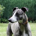 Rennwhippet