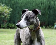 Rennwhippet